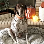 Michelle Hight Krick - @mavypoo_gsp - Instagram