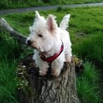 Michelle Hodgson - @hodgster_and_the_hound - Instagram