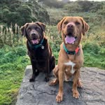 Michelle Hodgson - @rockyandruben - Instagram