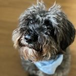 Michelle Holding - @schnoodle_schnoozle - Instagram