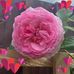 Michelle Huxtable - Facebook