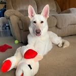 Michelle Isham - @flybirdmickey - Instagram