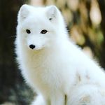 Michelle isom - @roseylayla1 - Instagram