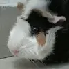michelle jacobo - @michellejac - TikTok