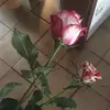 Michelle Käfer - @michelle_kaefer - TikTok