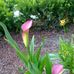 Michelle Koon - Facebook