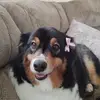 shelley - @michellekring2 - TikTok