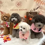 Michelle Ku - @4puppies_mom_busan - Instagram