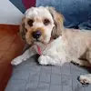 mila - @michellelabrosse - TikTok