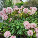 Michelle Lacombe - @lacombe4251 - Instagram