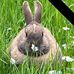 Michelle Lear - Facebook