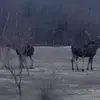 michellelepage2 - @michellelepage2 - TikTok