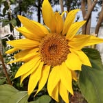 Michelle Lippincott - @michellelippincott73 - Instagram