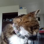Michelle ludlow - @ludlow390 - Instagram