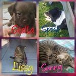 Michelle Lührs - @sunny_lissy_spike_stella_tiere - Instagram
