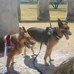 Michelle Lundquist Realtor - @boston_nola_gsd_life - Instagram