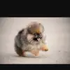 Michelle MacDougall - @michelle.macdouga3 - TikTok