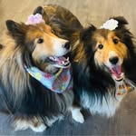 Michelle McClune MacDougall - @shelley__the_pup1 - Instagram