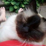 Michelle MacNeil - @crazyknitter301 - Instagram