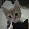 michelleee.main - @michelle.verynewmain - TikTok