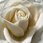 Michelle Mapp - @arosepetaldream - Instagram