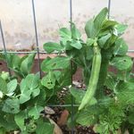 Michelle Mauck Marroquin - @hillcountrygardeningandcooking - Instagram