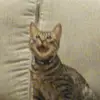 user2446911589785 - @michelle.mashburn - TikTok