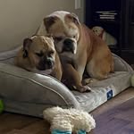 Michelle Gamble Mauger - @bullymama15 - Instagram