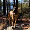 canadianlakesk9 - @michellemaul56 - TikTok