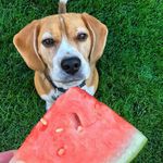 Michelle McCulloch Levesque - @mveq - Instagram