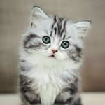 Michelle McDaid - @mymykittyofficial - Instagram