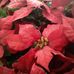 Michelle McElligott - Facebook