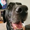 Michelle McElligott - @omahadogsitter - TikTok