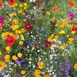 Michelle Miller - @wildside_farm_floral - Instagram
