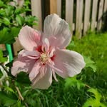 Bette Michelle Mintz Batton - @battonthebette - Instagram