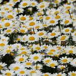 Michelle Moua - @esmocalkacho535 - Instagram
