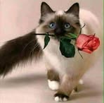 Michelle Mrazek Kuchroo - Facebook