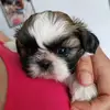 michellenicklesla - @michellenicklesla - TikTok