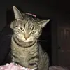 michelenyquist - @michelenyquist - TikTok