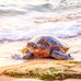 Michelle Olmstead Photography - Facebook