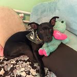 Michelle Morgan Otto - @pfpsdw2023 - Instagram