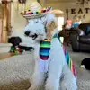 Michelle Wichmann Packer - @tommymydoodle - TikTok