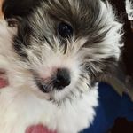 Mi Chel - @michelle.pepe - Instagram