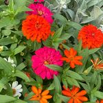 Michelle Holmes Percival - @flowermom224 - Instagram