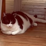 Michelle Petit - @mimicouture21 - Instagram