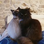 Michelle Philips - @maison.bien.trouve - Instagram