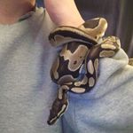 Michelle Pickard - @shellybean1218 - Instagram