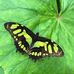 Michelle Pitzer - Facebook
