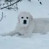 michelle Pitzer - @michelle.pitzer - TikTok