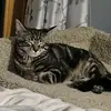 Michelle Pohl - @danceingpug77 - TikTok